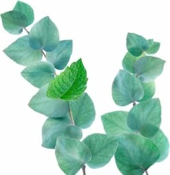 Kneipp Refreshing - Douchegel -Lichaamsverzorging Winkel 1169x1200 10