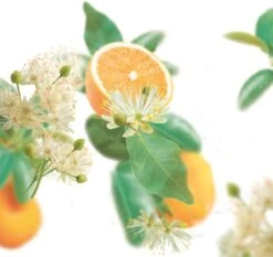 Kneipp Pure Harmony - Badolie -Lichaamsverzorging Winkel 1200x1131 5