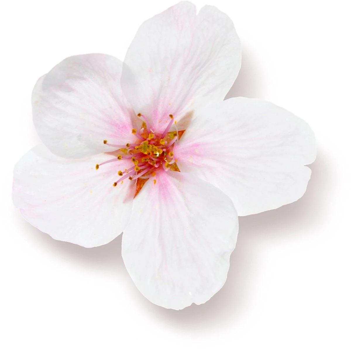 Rituals The Ritual Of Sakura Magic Touch Body Cream 100 Tube - 3 Pack - Rice Milk En Cherry Blossom 7 Rituals The Ritual Of Sakura Magic Touch Body Cream 100 Tube - 3 Pack - Rice Milk En Cherry Blossom - Afbeelding 5