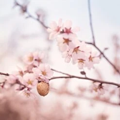 Weleda Zwangerschapsolie -Lichaamsverzorging Winkel 1200x1199 38