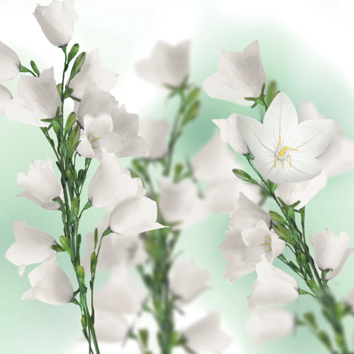 Kneipp Balancing - Douche Foam 10 Kneipp Balancing - Douche Foam - Afbeelding 8