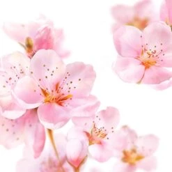 Kneipp Soft Skin - Badolie 20 Kneipp Soft Skin - Badolie -Lichaamsverzorging Winkel 1200x1200 2015