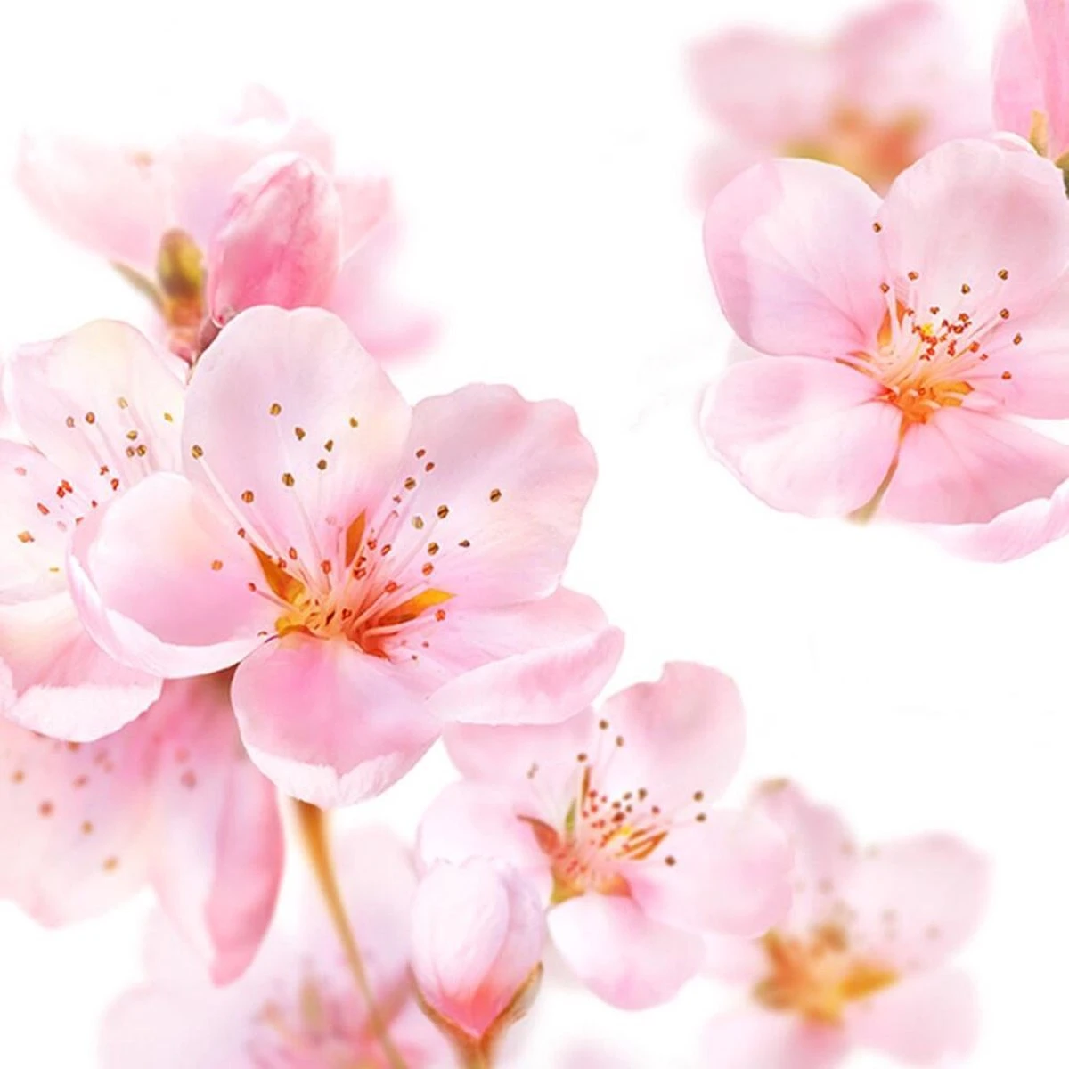 Kneipp Soft Skin - Badolie 11 Kneipp Soft Skin - Badolie - Afbeelding 9