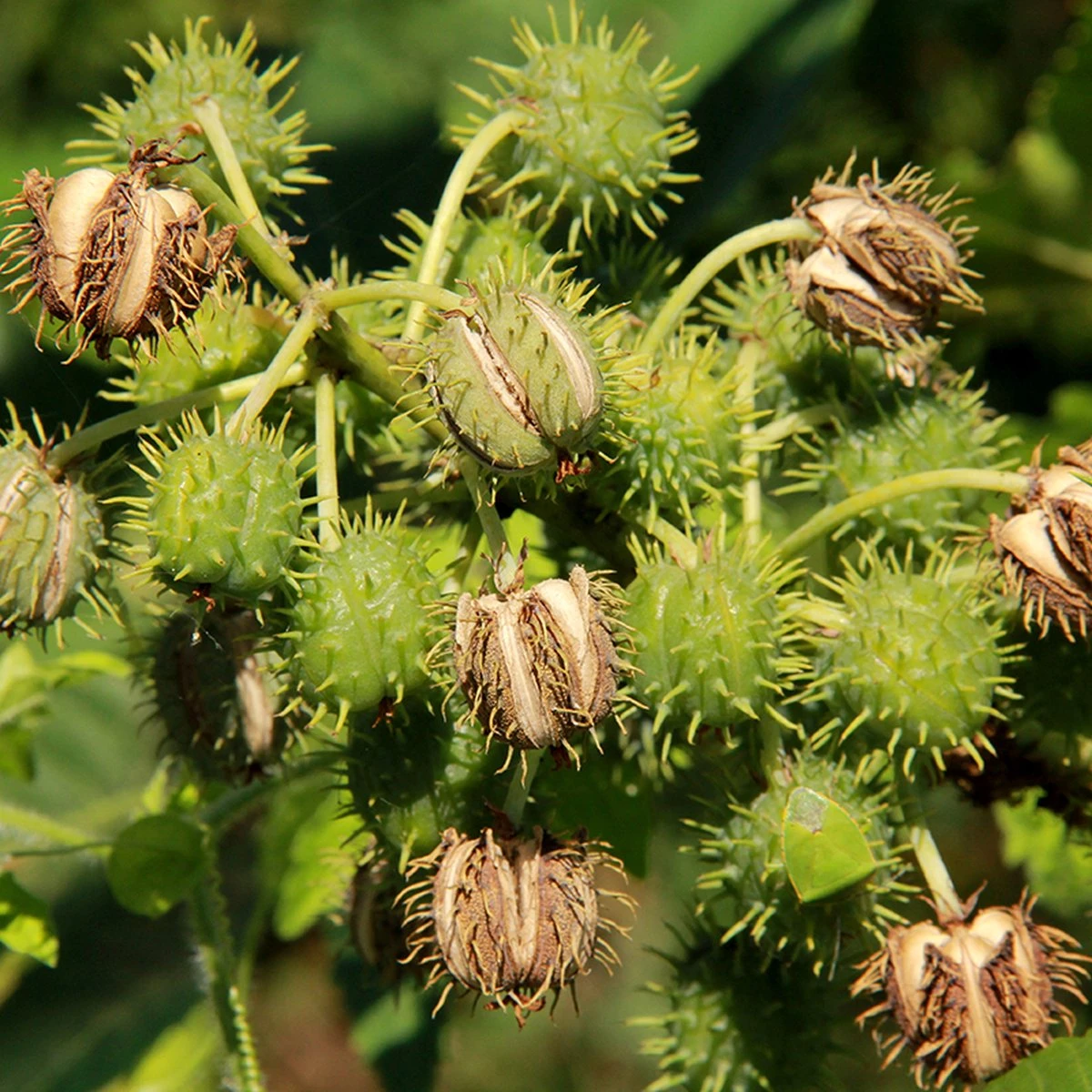 Merkloos Biologische Castor Olie Uit India 100 Ml - 100% Puur & Koudgeperst. 4 Merkloos Biologische Castor Olie Uit India 100 Ml - 100% Puur & Koudgeperst. - Afbeelding 2