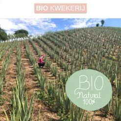 Dr. Green® 1x- Aloë Vera Blad - MAAK GEL IN 3 MINUTEN - 100% Puur - Biologisch 18 Dr. Green® 1x- Aloë Vera Blad - MAAK GEL IN 3 MINUTEN - 100% Puur - Biologisch -Lichaamsverzorging Winkel 1200x1200 2564