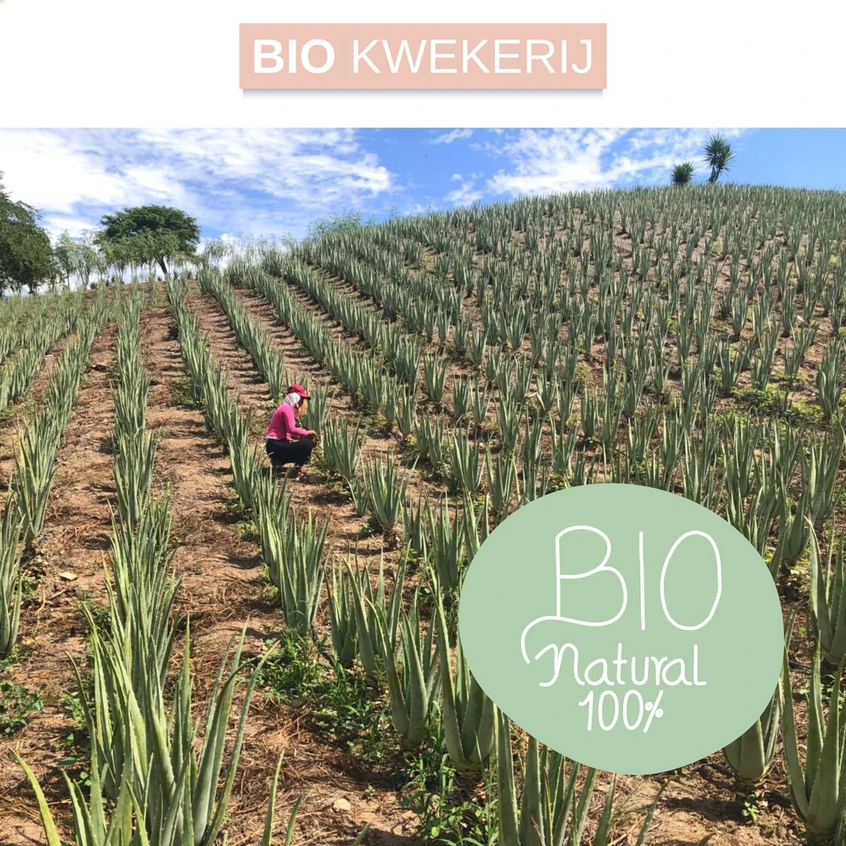 Dr. Green® 1x- Aloë Vera Blad - MAAK GEL IN 3 MINUTEN - 100% Puur - Biologisch 7 Dr. Green® 1x- Aloë Vera Blad - MAAK GEL IN 3 MINUTEN - 100% Puur - Biologisch - Afbeelding 5