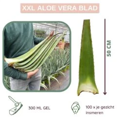 Dr. Green® 1x- Aloë Vera Blad - MAAK GEL IN 3 MINUTEN - 100% Puur - Biologisch 19 Dr. Green® 1x- Aloë Vera Blad - MAAK GEL IN 3 MINUTEN - 100% Puur - Biologisch -Lichaamsverzorging Winkel 1200x1200 2565