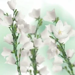 Kneipp Balancing - Massageolie 17 Kneipp Balancing - Massageolie -Lichaamsverzorging Winkel 1200x1200 2587