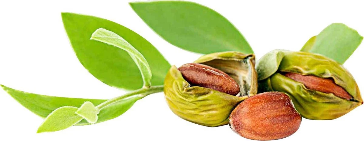 Jojoba Olie 100ml | 100% Puur & Onbewerkt | Jojobaolie Voor Gezicht, Haar En Lichaam 8 Jojoba Olie 100ml | 100% Puur & Onbewerkt | Jojobaolie Voor Gezicht, Haar En Lichaam - Afbeelding 6