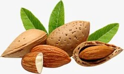 Amandelolie 100ml | 100% Puur & Onbewerkt | Koudgeperste Zoete Amandel Olie Voor Haar, Huid En Lichaam -Lichaamsverzorging Winkel 1200x723 4