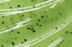 L'Oréal Paris Sugar Scrub Kiwi Gezichtsscrub - Zuiverend En Verzorgend -Lichaamsverzorging Winkel 1200x790