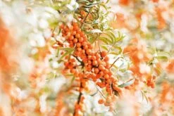 Weleda DUINDOORN VITALISERENDE BODY LOTION 10 Weleda DUINDOORN VITALISERENDE BODY LOTION -Lichaamsverzorging Winkel 1200x800 72