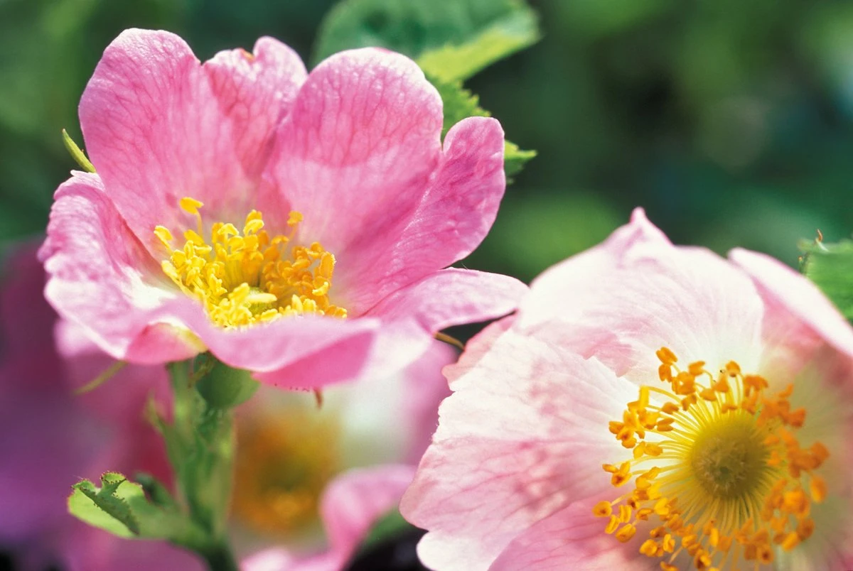 Weleda WILDE ROZEN VERWENNENDE BODY LOTION 6 Weleda WILDE ROZEN VERWENNENDE BODY LOTION - Afbeelding 4