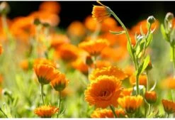 Weleda Calendula Zalf -Lichaamsverzorging Winkel 1200x819 1