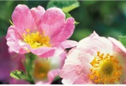 Weleda Wilde Rozen Harmoniserende Body Olie -Lichaamsverzorging Winkel 1200x822 4