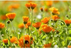 Weleda Calendula Massageolie 8 Weleda Calendula Massageolie -Lichaamsverzorging Winkel 1200x825 2