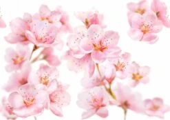 Kneipp Soft Skin - Handcrème 9 Kneipp Soft Skin - Handcrème -Lichaamsverzorging Winkel 1200x846