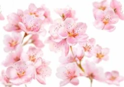 Kneipp Soft Skin - Douchegel -Lichaamsverzorging Winkel 1200x846 3