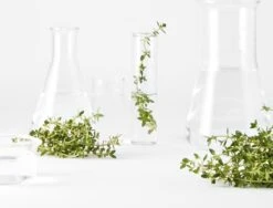 Garnier Bio Perfectionerende Toner Met Thijm - Voor Alle Huidtypen - 150ml -Lichaamsverzorging Winkel 1200x911