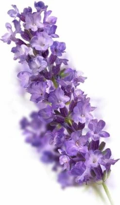 Kneipp Relaxing - Huidolie 17 Kneipp Relaxing - Huidolie -Lichaamsverzorging Winkel 703x1200 3