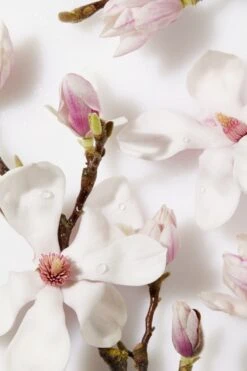 NIVEA Essentials Dagelijkse Reiniging - 150 Ml - Reinigingsscrub 11 NIVEA Essentials Dagelijkse Reiniging - 150 Ml - Reinigingsscrub -Lichaamsverzorging Winkel 800x1200 21