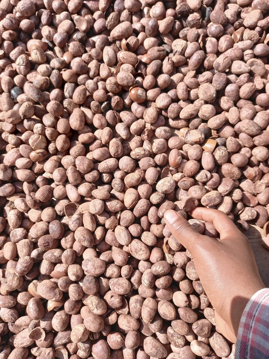 Whipped Unrefined Shea Butter - Biologisch Opgeklopte Ongeraffineerd Sheaboter Sheabutter 500 Ml 4 Whipped Unrefined Shea Butter - Biologisch Opgeklopte Ongeraffineerd Sheaboter Sheabutter 500 Ml - Afbeelding 2